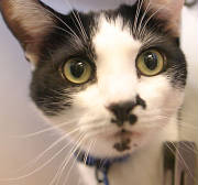 Catoooo.jpg