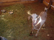 goat.JPG